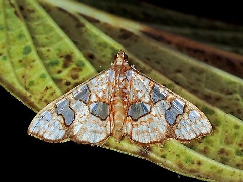 Pearl Moth - Glyphodes canthusalis  Glyphodes canthusalis,Malaysia,Moth,Pahang,Pearl Moth