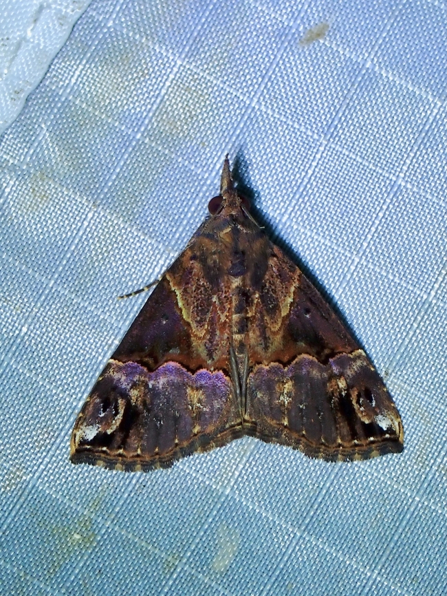 Snout Moth - Hypena jugalis  Hypena jugalis,Malaysia,Moth,Pahang,Snout Moth