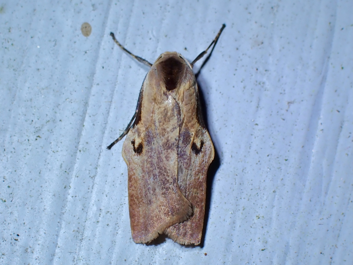 Lichen Moth - Teulisna tumida  Lichen Moth,Malaysia,Moth,Pahang,Teulisna tumida