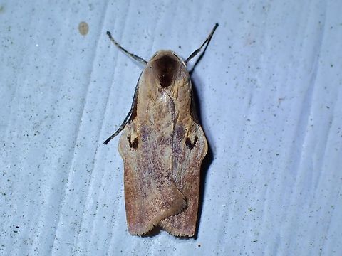 Lichen Moth - Teulisna tumida Lichen Moth,Malaysia,Moth,Pahang,Teulisna tumida