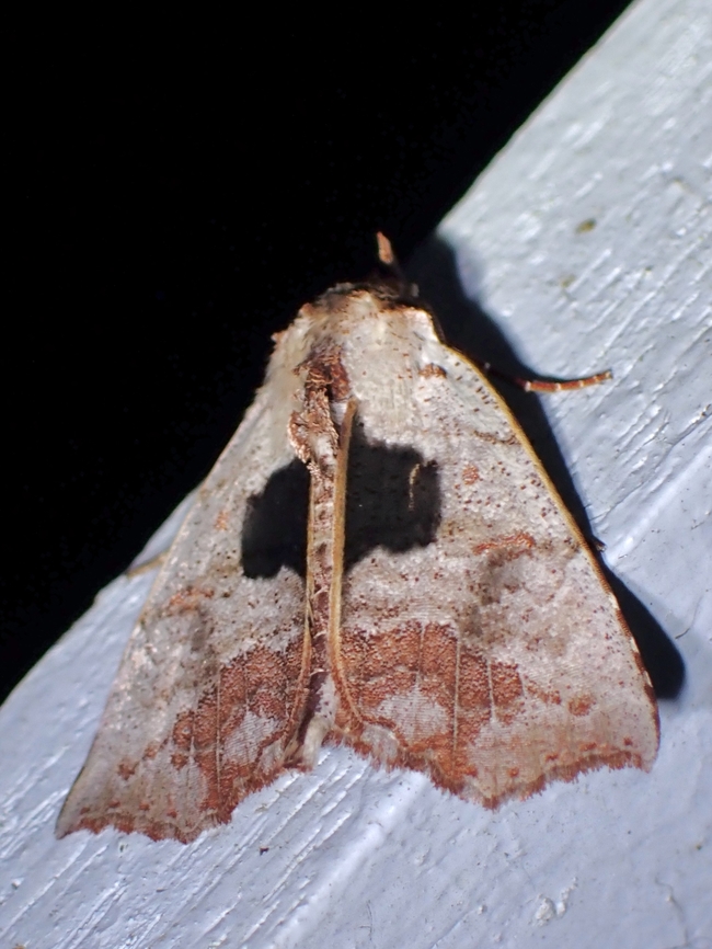 Moth - Hyperlopha compactilis  Hyperlopha compactilis,Malaysia,Moth,Pahang