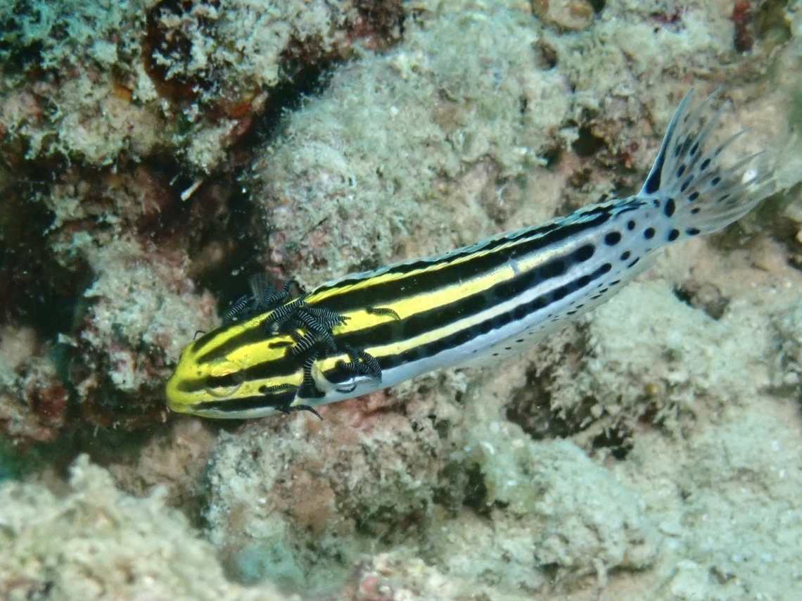 Fishy Meal! Observation on the cluster of Zebra Leeches on the Linespot Fangblenny. Leech,Malaysia,Marine Leech,Richardsonobdella lineatae,Sabah,Zebra Leech