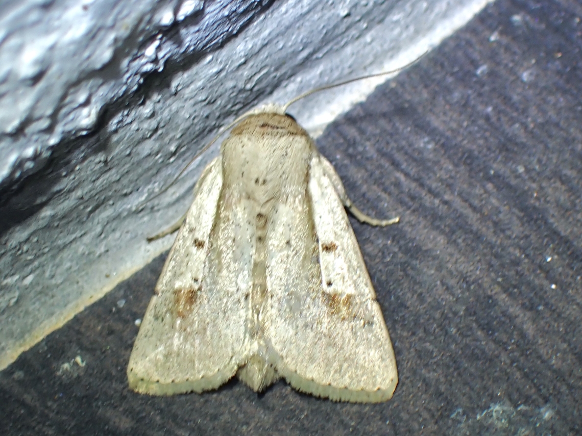 Moth - Leucania yu  Leucania yu,Malaysia,Moth,Pahang