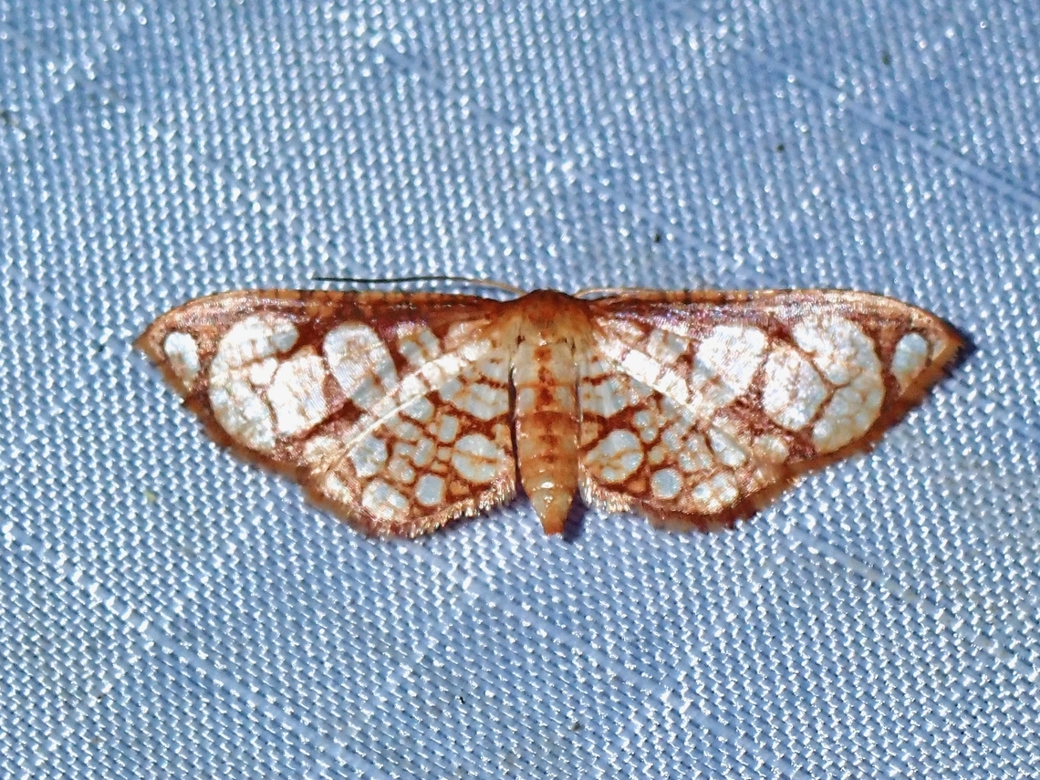 Window-Winged Moth - Hypolamprus taphiusalis  Hypolamprus taphiusalis,Malaysia,Moth,Pahang,Window-Winged Moth