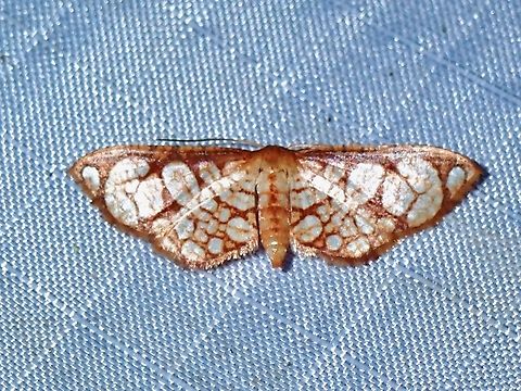 Window-Winged Moth - Hypolamprus taphiusalis  Hypolamprus taphiusalis,Malaysia,Moth,Pahang,Window-Winged Moth