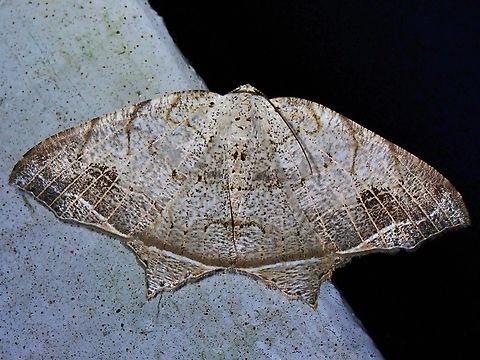 Moth - Oxymacaria temeraria  Malaysia,Moth,Oxymacaria temeraria,Pahang