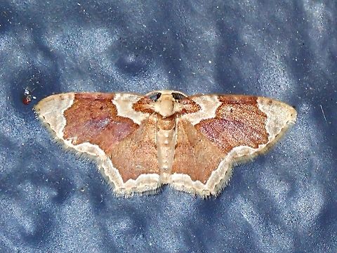 Moth - Palpoctenidia phoenicosoma Malaysia,Moth,Pahang,Palpoctenidia phoenicosoma
