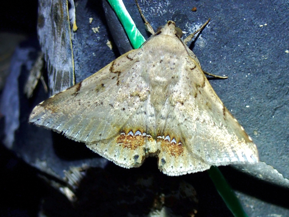 Moth - Macaldenia palumba  Macaldenia palumba,Malaysia,Moth,Pahang