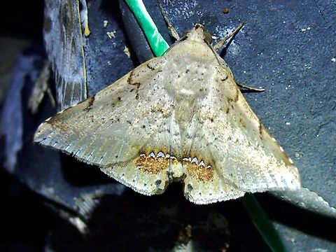 Moth - Macaldenia palumba Macaldenia palumba,Malaysia,Moth,Pahang