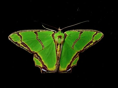 Emerald Moth - Agathia tetraplochorda  Agathia tetraplochorda,Emerald Moth,Malaysia,Moth,Pahang
