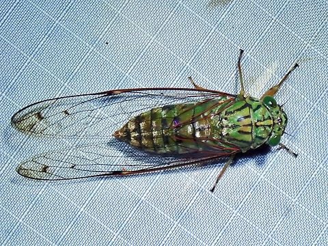 Cicada - Puranoides jaafari  Cicada,Malaysia,Pahang,Puranoides jaafari