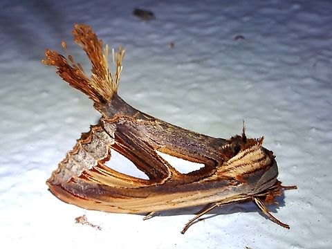 Prominent Moth - Tarsolepis remicauda Tarsolepis remicauda is not same species as Tarsolepis sommeri, which the system here takes me to even when identifying this as Tarsolepis remicauda. Malaysia,Moth,Pahang,Prominent Moth,Tarsolepis remicauda