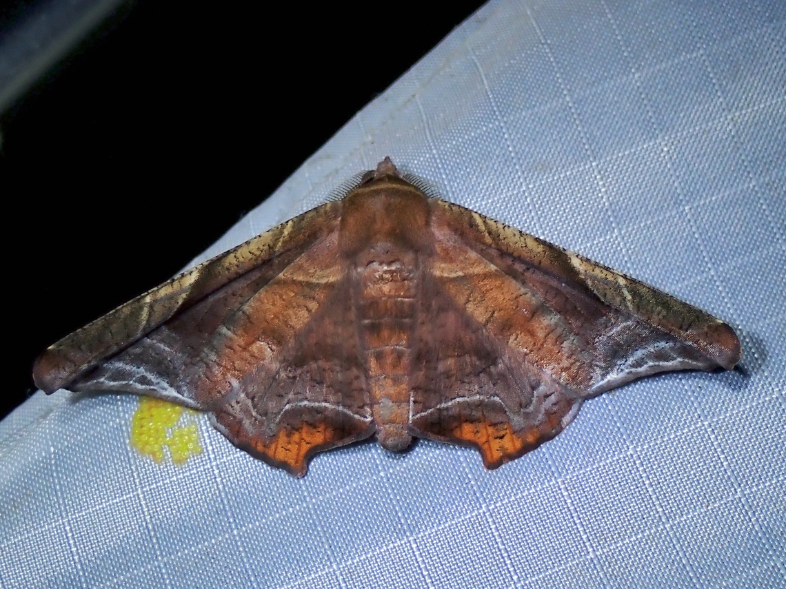 Moth - Episparis tortuosalis  Episparis tortuosalis,Malaysia,Moth,Pahang