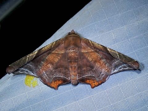 Moth - Episparis tortuosalis  Episparis tortuosalis,Malaysia,Moth,Pahang
