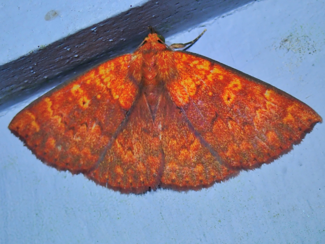 Moth - Singara diversalis  Malaysia,Moth,Pahang,Singara diversalis