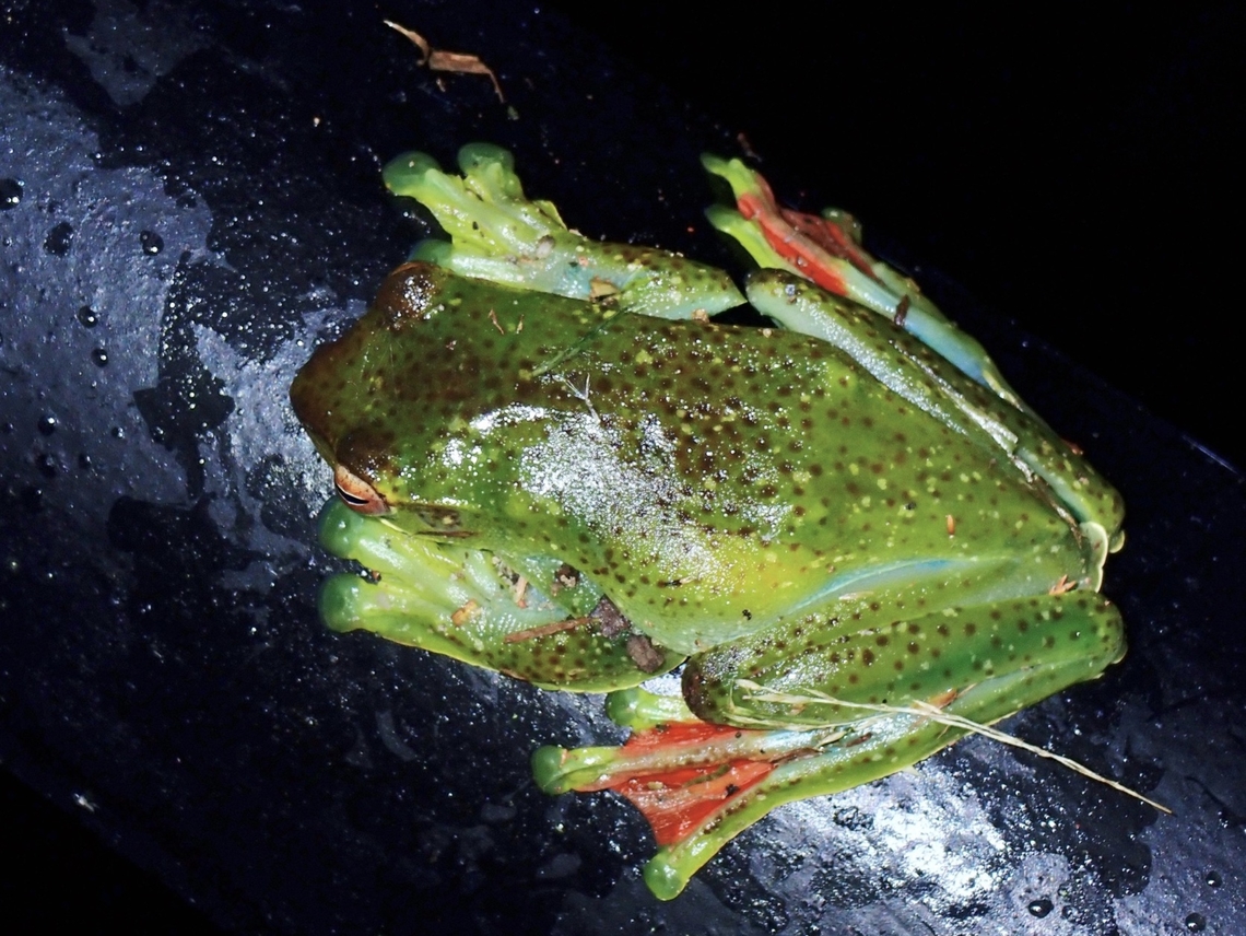 Malayan Flying Frog - Zhangixalus prominanus  Flying Frog,Frog,Malayan Flying Frog,Malaysia,Pahang,Zhangixalus prominanus
