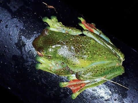 Malayan flying frog