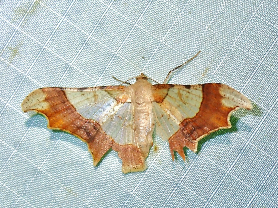 Moth - Zeheba aureatoides x2 Malaysia,Moth,Pahang,Zeheba aureatoides