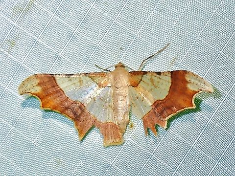 Moth - Zeheba aureatoides x2 Malaysia,Moth,Pahang,Zeheba aureatoides