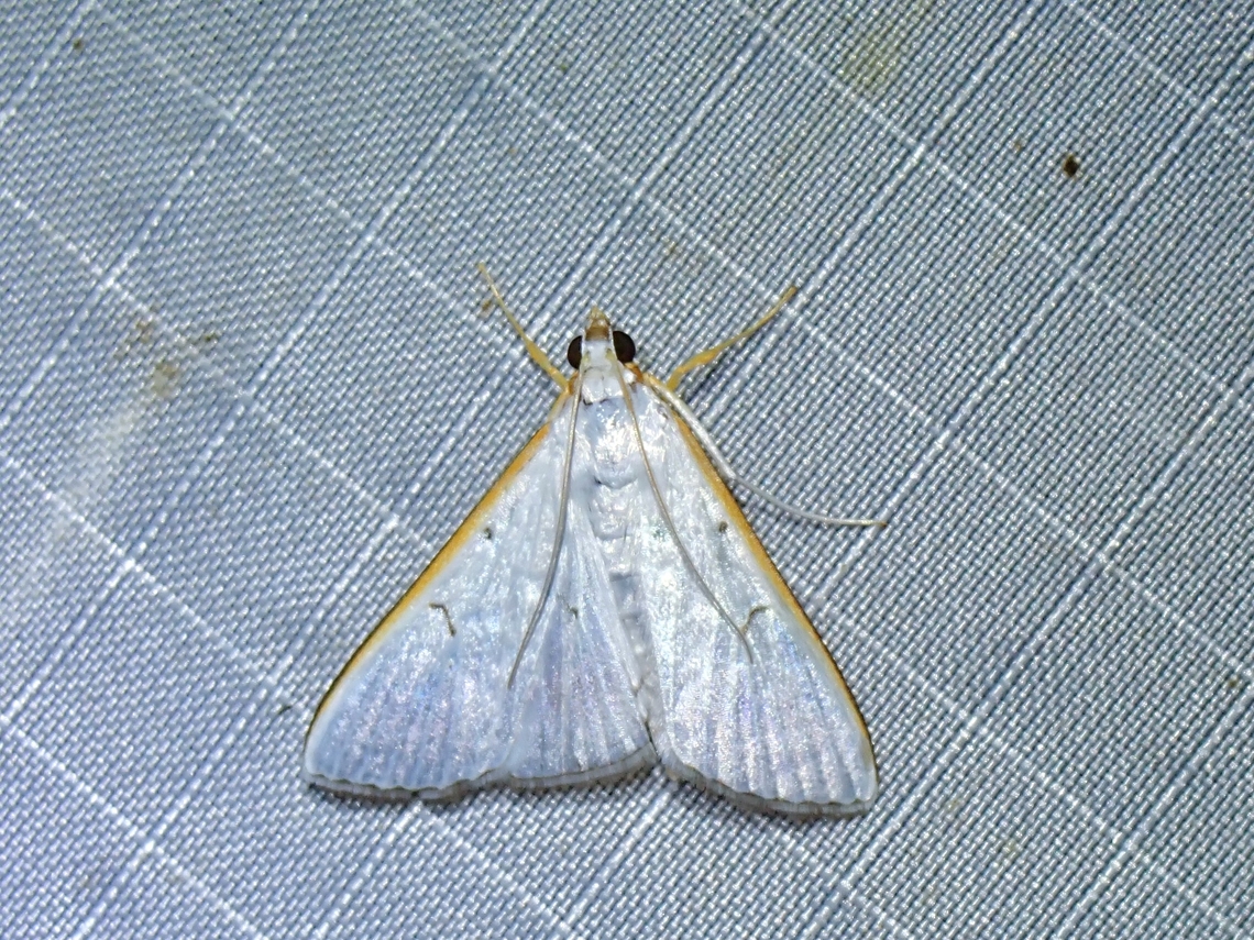 Pearl Moth - Palpita picticostalis  Malaysia,Moth,Pahang,Palpita picticostalis,Pearl Moth