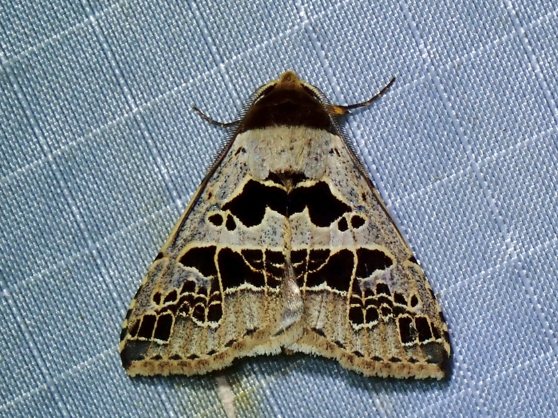 Moth - Anoba pectinata  Anoba pectinata,Malaysia,Moth,Pahang