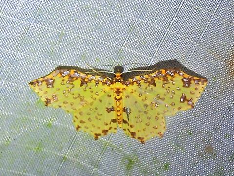 Moth - Polynesia curtitibia  Malaysia,Moth,Pahang,Polynesia curtitibia