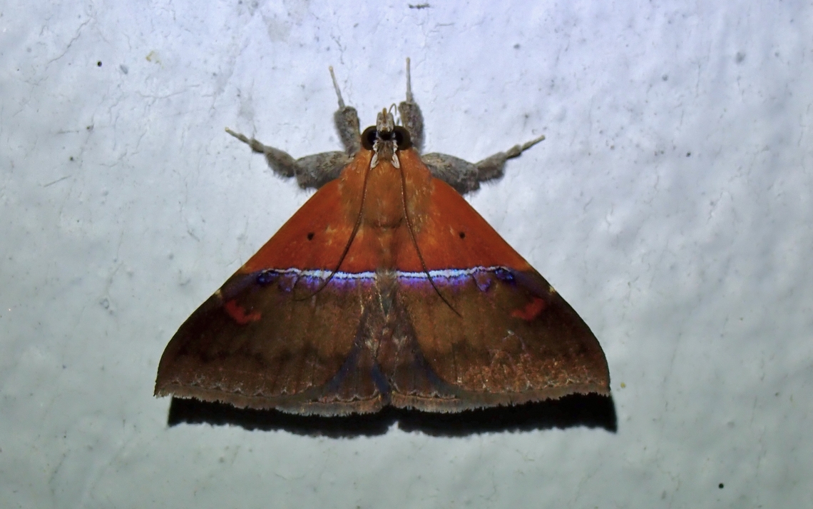Moth - Sympis rufibasis x2 Malaysia,Moth,Pahang,Sympis rufibasis