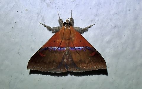 Moth - Sympis rufibasis x2 Malaysia,Moth,Pahang,Sympis rufibasis