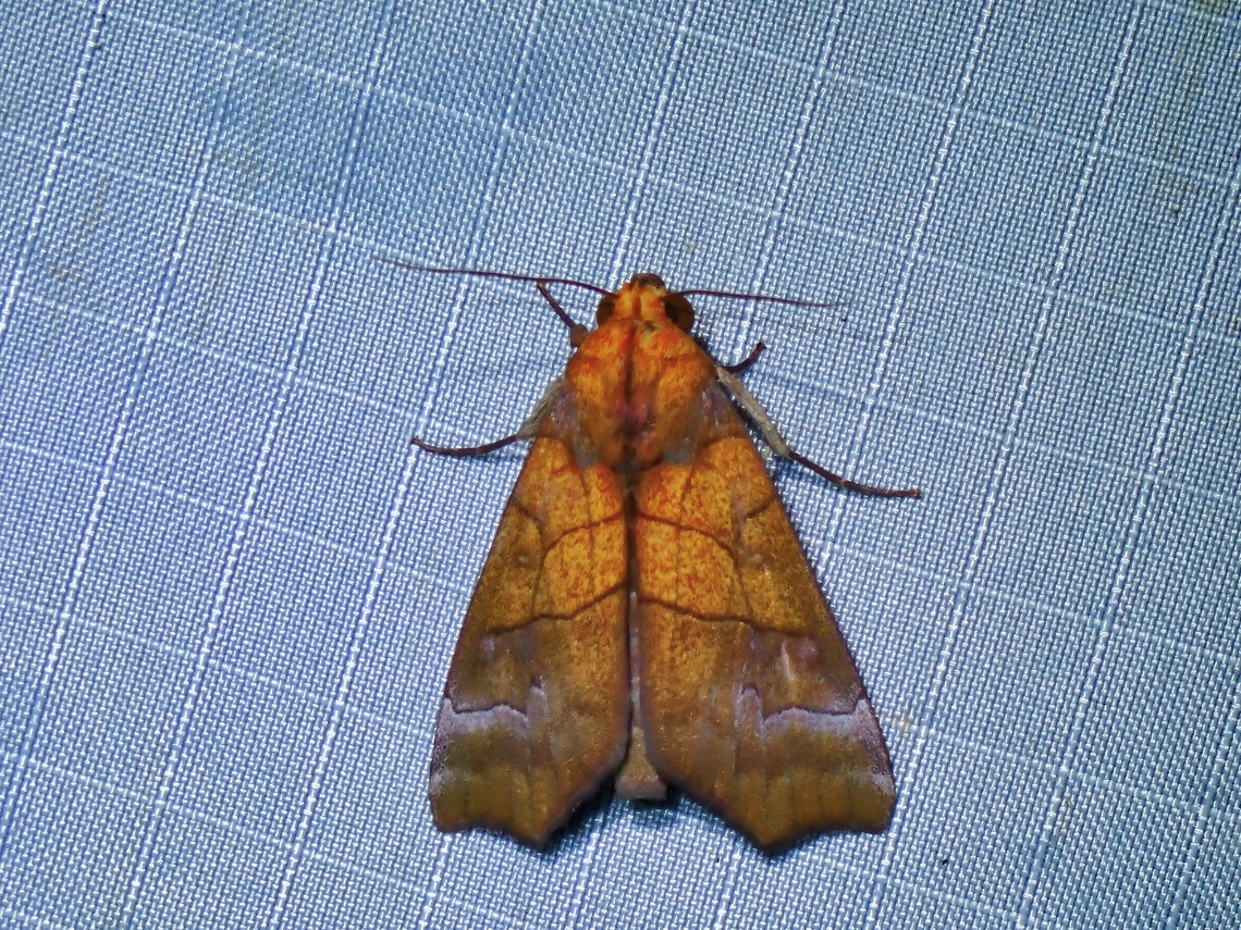 Moth - Anomis scitipennis x3 Anomis scitipennis,Malaysia,Moth,Pahang