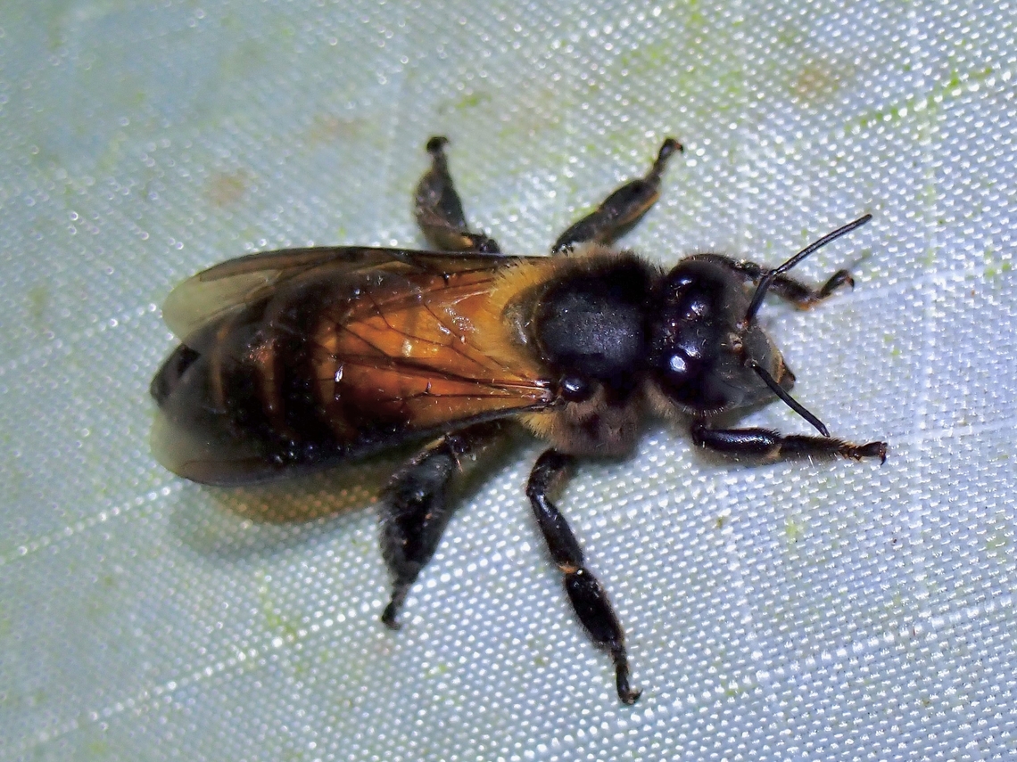 Giant Honey Bee - Apis dorsata  Apis dorsata,Bee,Giant Honey Bee,Honey Bee,Malaysia,Pahang