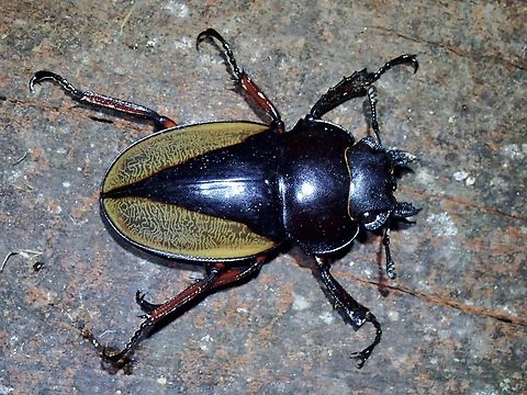 Giant Yellow Stag Beetle - Odontolabis femoralis Beetle,Giant Yellow Stag Beetle,Malaysia,Odontolabis femoralis,Pahang,Stag Beetle
