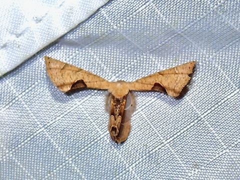 Moth - Phazaca leucocera  Malaysia,Moth,Pahang,Phazaca leucocera