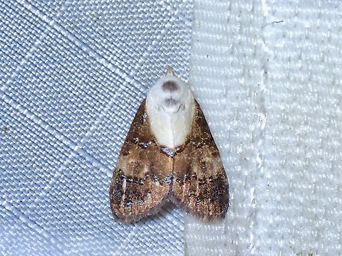 Tufted Moth - Barnanola sumatra  Barnanola sumatra,Malaysia,Moth,Pahang,Tufted Moth