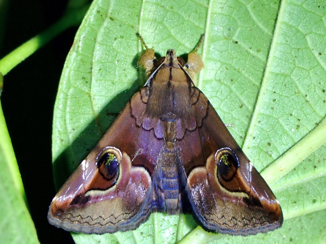 Moth - Ommatophora luminosa  Malaysia,Moth,Ommatophora luminosa,Pahang