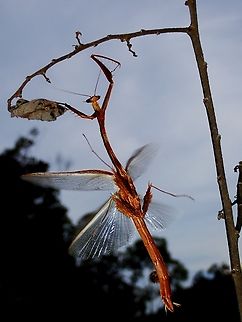 Flight of the Dragon! Dragon Mantis from the Genus Toxodera is highly sought after among my local macro photographer friends, sort of a holy grail of Mantis. Dragon Mantis,Malaysia,Mantis,Praying Mantis,Sabah,Toxodera fimbriata