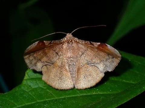 Moth - Fascellina castanea  Fascellina castanea,Malaysia,Moth,Pahang