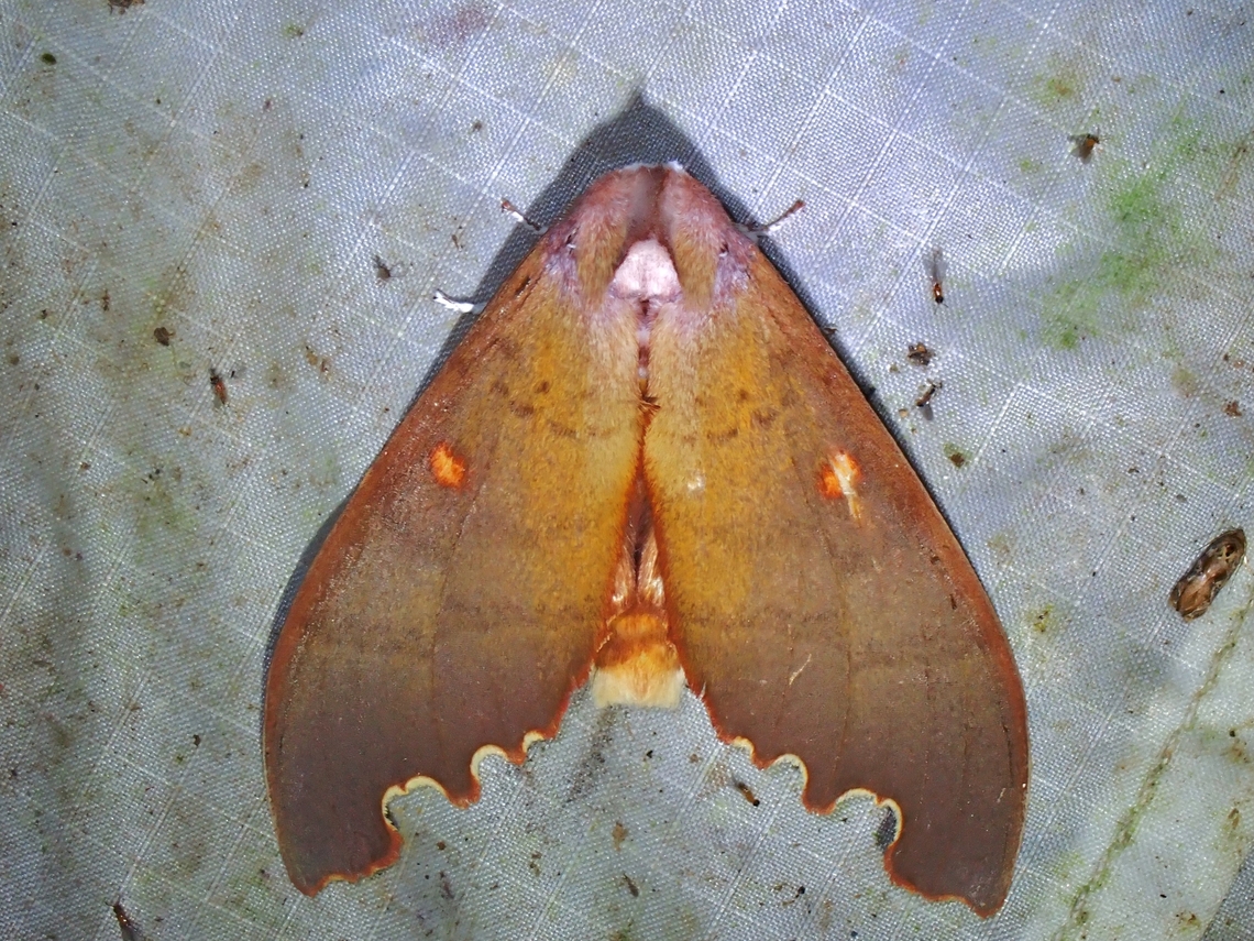 Moth - Euhampsonia roepkei  Euhampsonia roepkei,Malaysia,Moth,Pahang