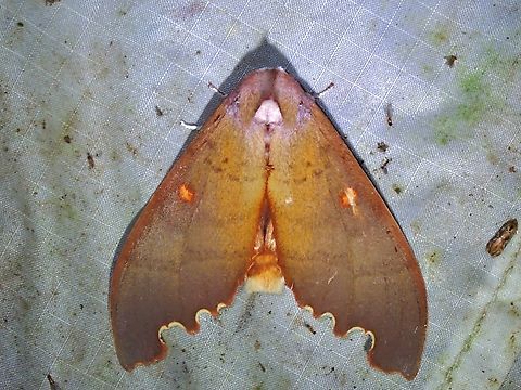 Moth - Euhampsonia roepkei Euhampsonia roepkei,Malaysia,Moth,Pahang
