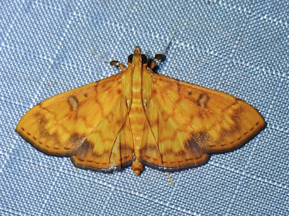 Moth - Pyrausta ochracealis  Malaysia,Moth,Pahang,Pyrausta ochracealis