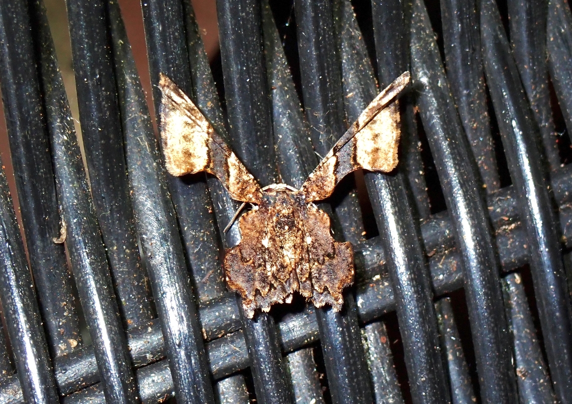 Moth - Monobolodes pernigrata  Malaysia,Monobolodes pernigrata,Moth,Pahang