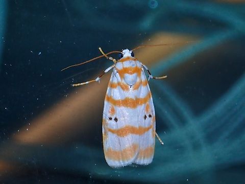 Lichen Moth - Cyana selangorica  Cyana selangorica,Lichen Moth,Malaysia,Moth,Pahang