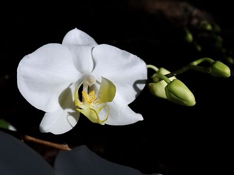Orchid - Phalaenopsis amabilis amabilis Sub-species Phalaenopsis amabilis amabilis Flower,Orchid,Palawan,Phalaenopsis amabilis,Phalaenopsis amabilis amabilis,Philippines