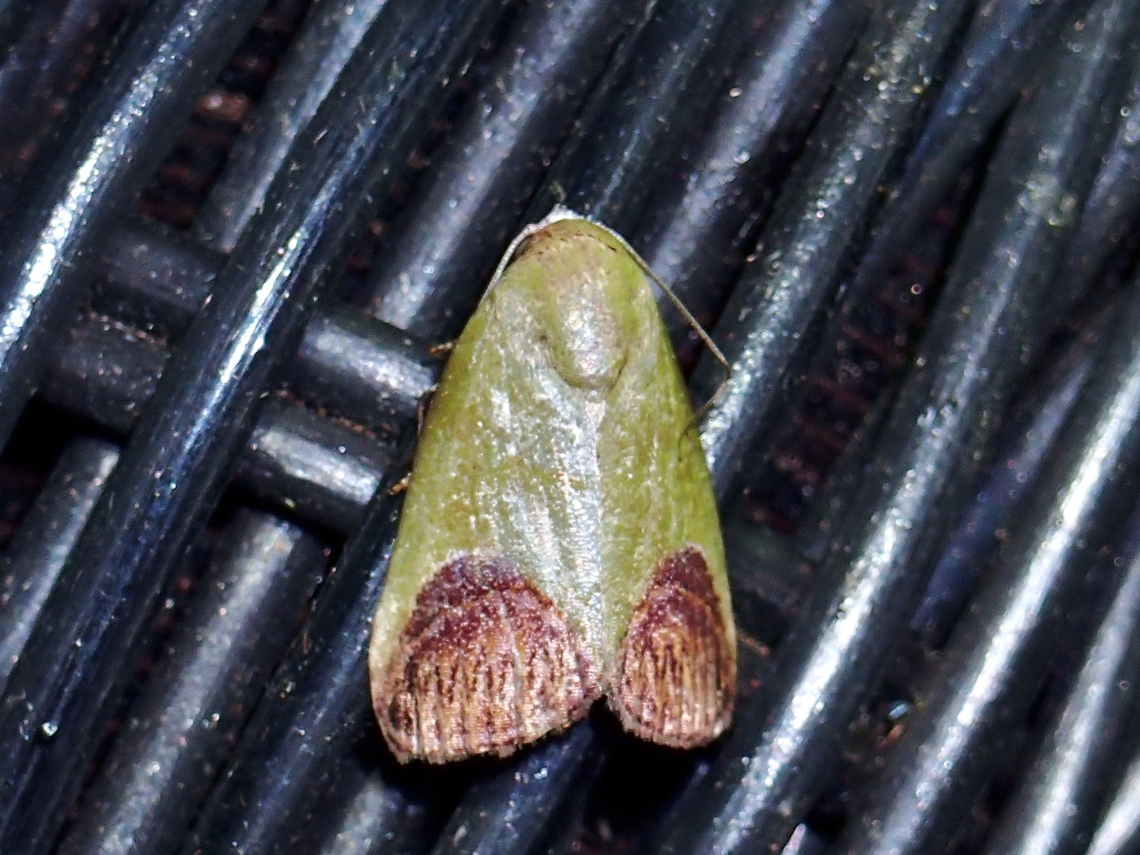 Tufted Moth - Asinduma exscripta  Asinduma exscripta,Malaysia,Moth,Pahang,Tufted Moth