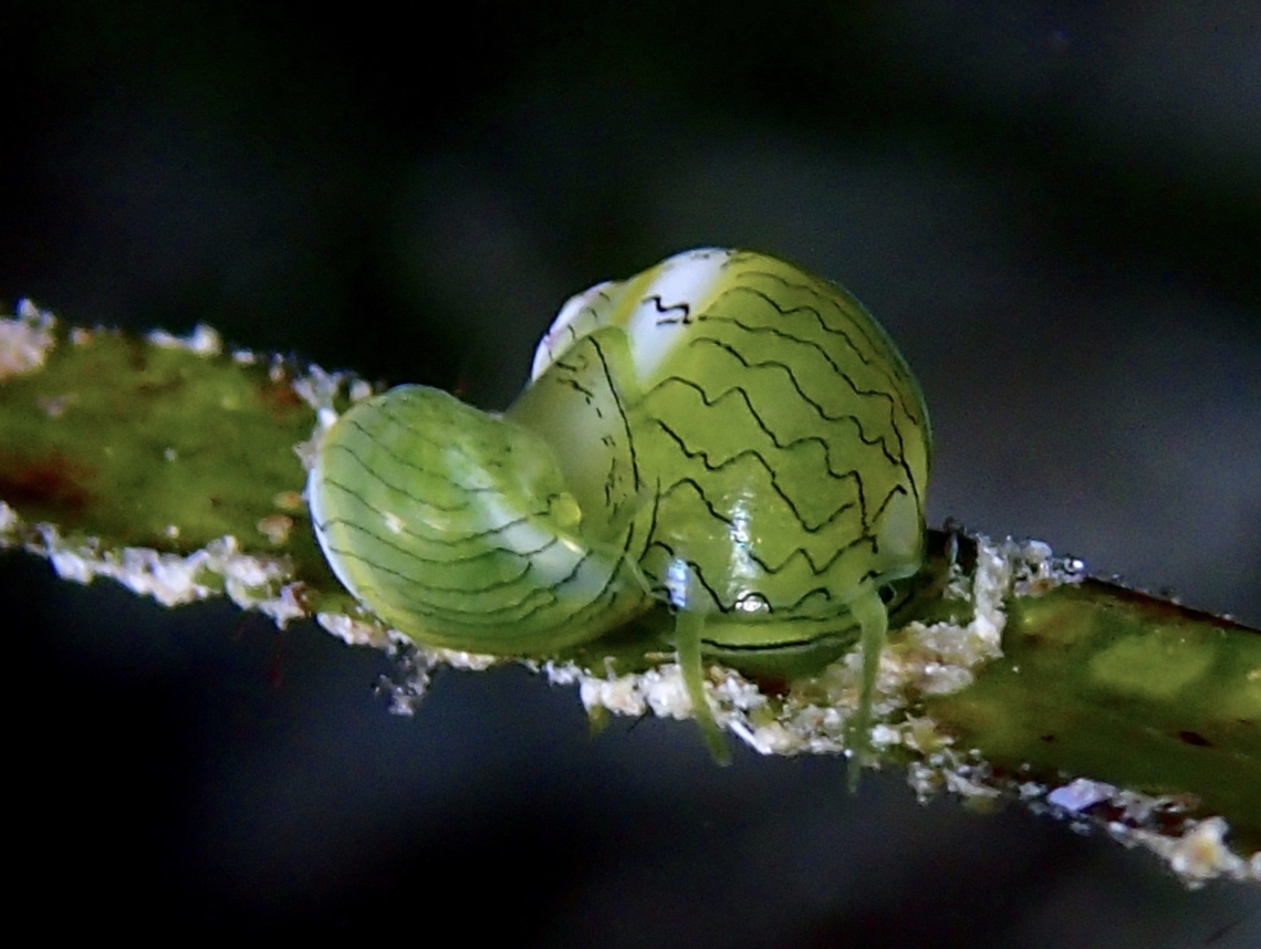 Nerite Snail - Smaragdia souverbiana  Cebu,Malapascua,Marine Snail,Nerite Snail,Philippines,Smaragdia souverbiana,Snail
