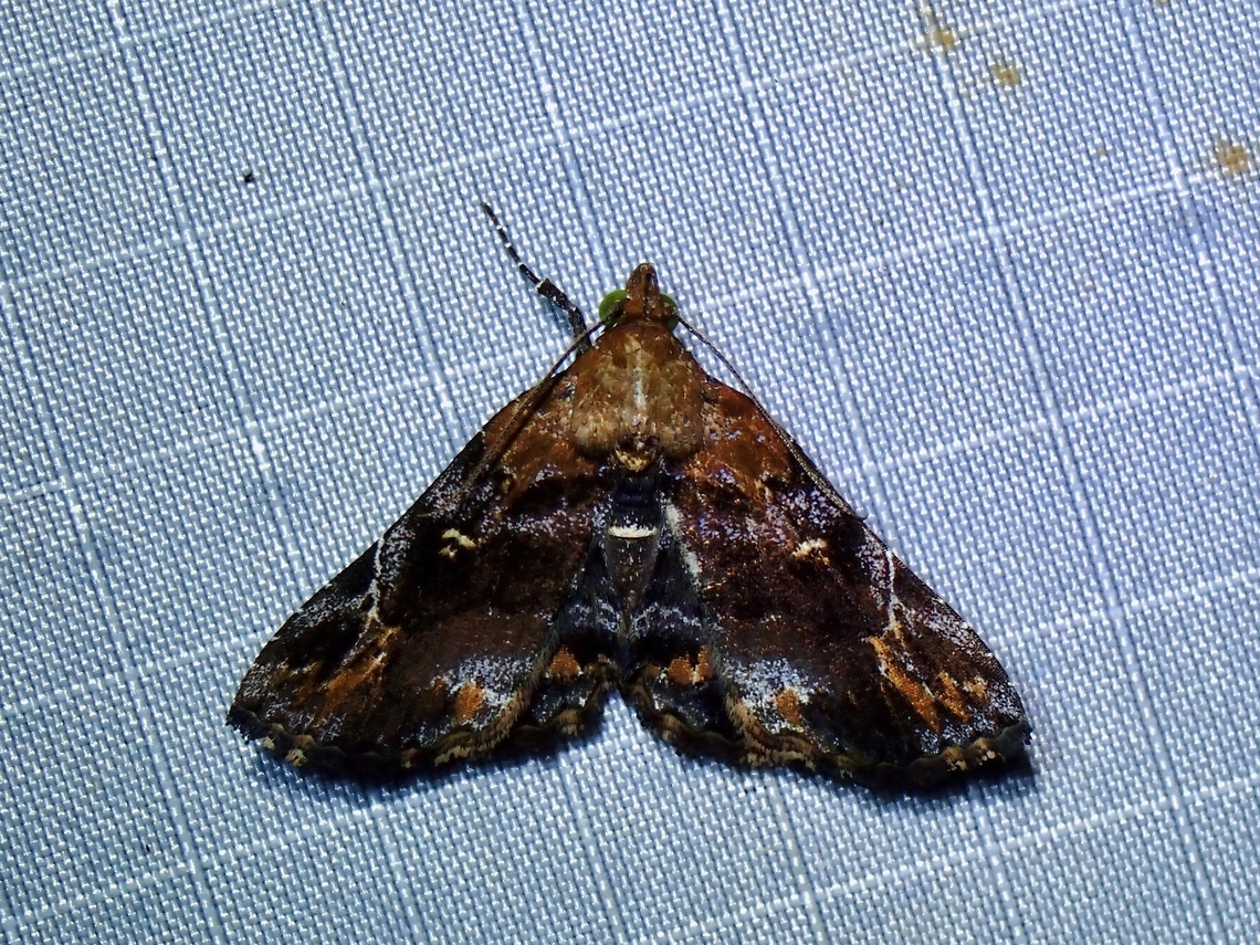 Moth - Pangrapta hylaxalis  Malaysia,Moth,Pahang,Pangrapta hylaxalis