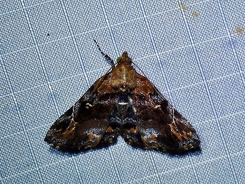 Moth - Pangrapta hylaxalis Malaysia,Moth,Pahang,Pangrapta hylaxalis