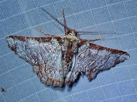 Moth - Lophophelma luteipes  Lophophelma luteipes,Malaysia,Moth,Pahang