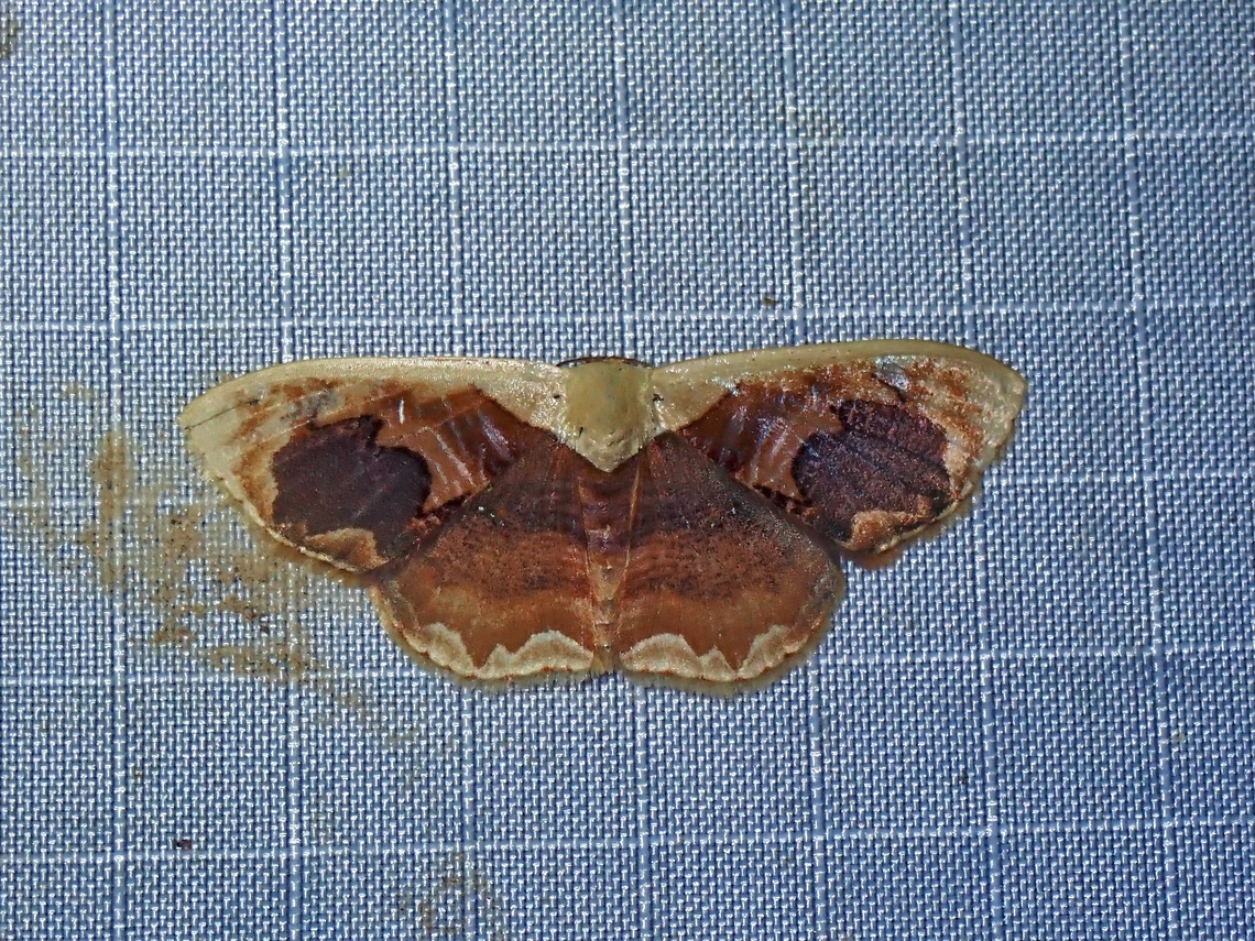 Moth - Lipomelia subusta x2 Lipomelia subusta,Malaysia,Moth,Pahang