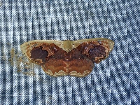 Moth - Lipomelia subusta x2 Lipomelia subusta,Malaysia,Moth,Pahang