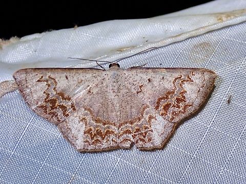 Moth - Cassyma chrotadelpha  Cassyma chrotadelpha,Malaysia,Moth,Pahang